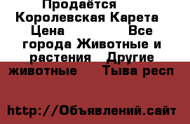 Продаётся!     Королевская Карета › Цена ­ 300 000 - Все города Животные и растения » Другие животные   . Тыва респ.